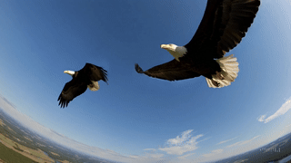 Jackie and Shadow, Big Bear Lake Eagles, Soaring over Big Bear Lake